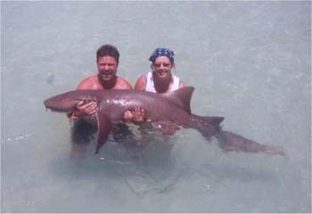 shark1